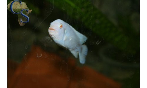 Pseudotropheus socolofi albino